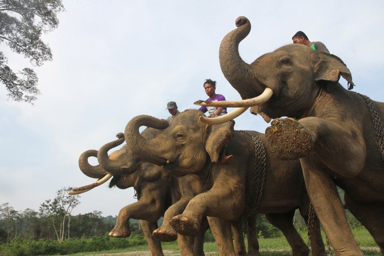 Image: INDONESIA-ENVIRONMENT-ELEPHANT-NATURE