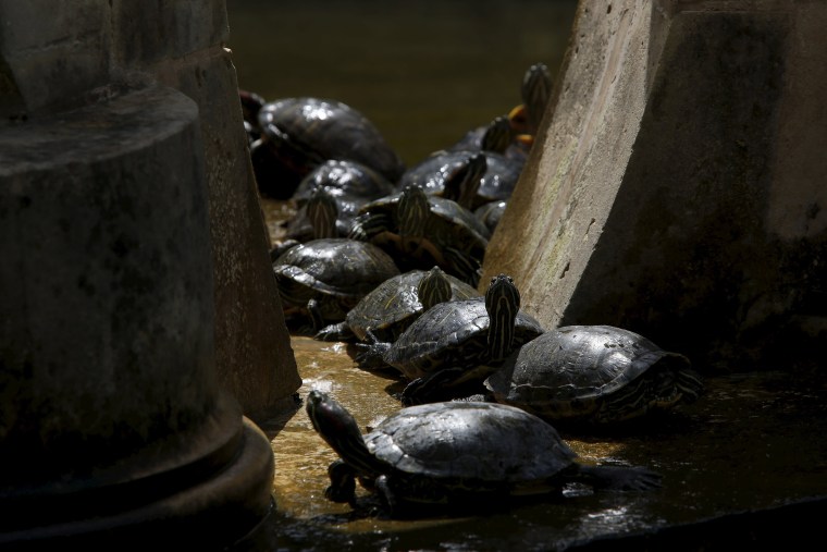 Image: Red-eared terrapins bask in the sun in a fountain at the gardens of San Anton Palace, the official residence of Malta's President, in Attard