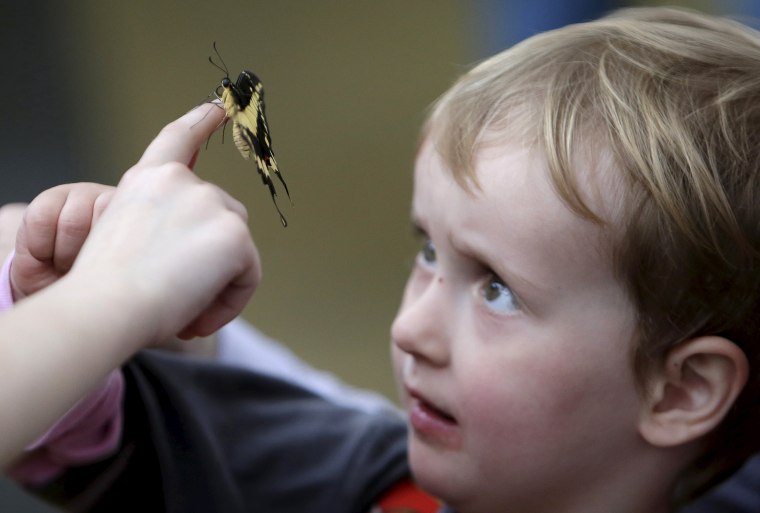 Image: A child looks at a butterfly during an exhibition of tropical butterflies at the botanical garden in Prague
