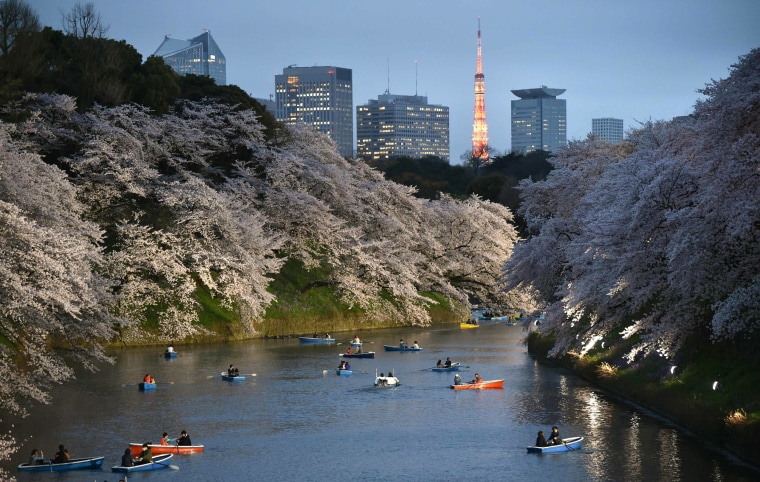 Image: JAPAN-CHERRY-BLOSSOM
