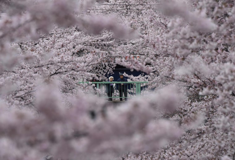Image: JAPAN-HUMAN-INTEREST-CHERRY-BLOSSOM