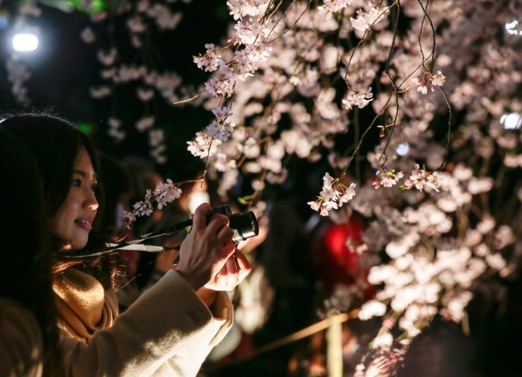 Image: Cherry blossoms in full bloom in Tokyo