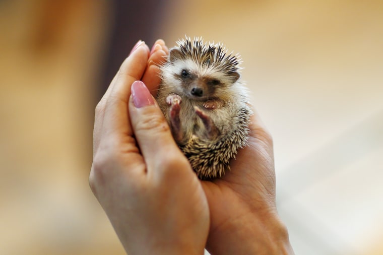 Image: A woman holds a hedgehog at the Harry hedgehog cafe in Tokyo