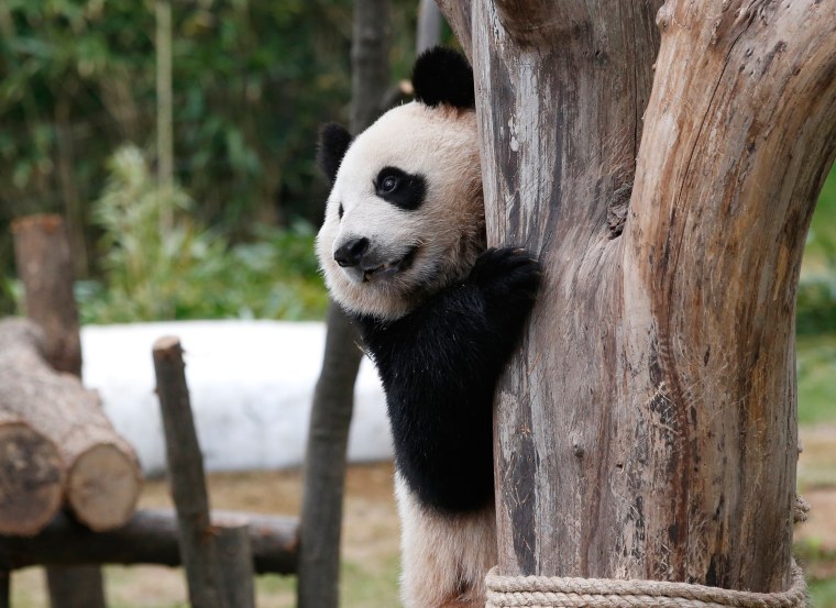 Image: Two-year-old female giant panda, Ai Bao, plays during a photo opportunity for the media