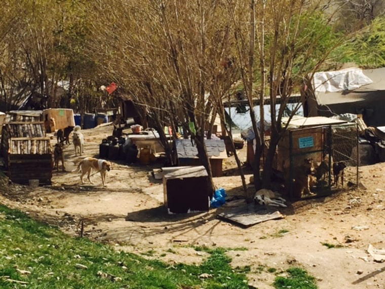Image: A makeshift dog shelter Ghasem Fathalipour