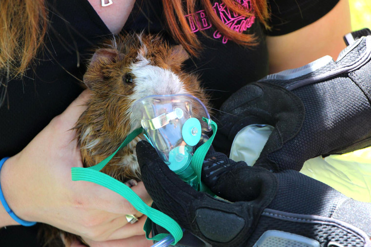 Rodney the guinea pig rescued from fire