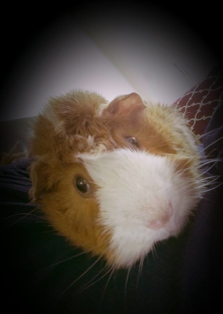 Rodney the guinea pig