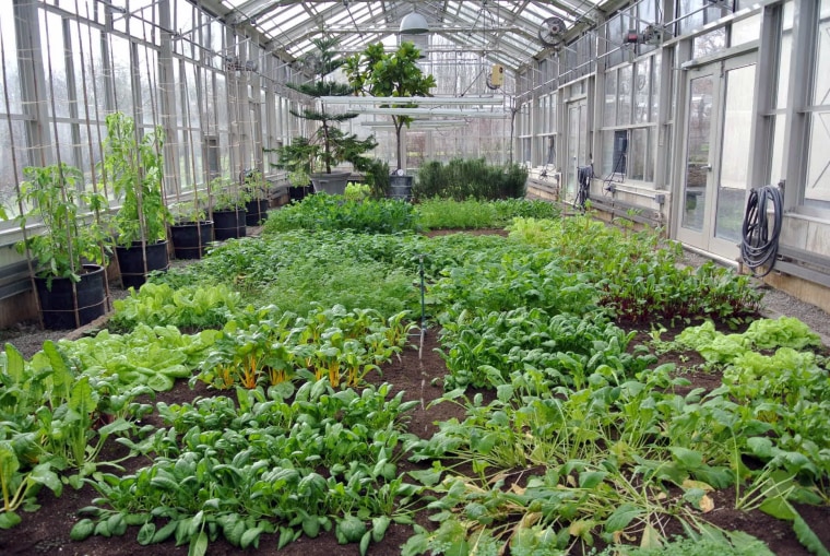 Martha Stewart's garden grows vegetables all year