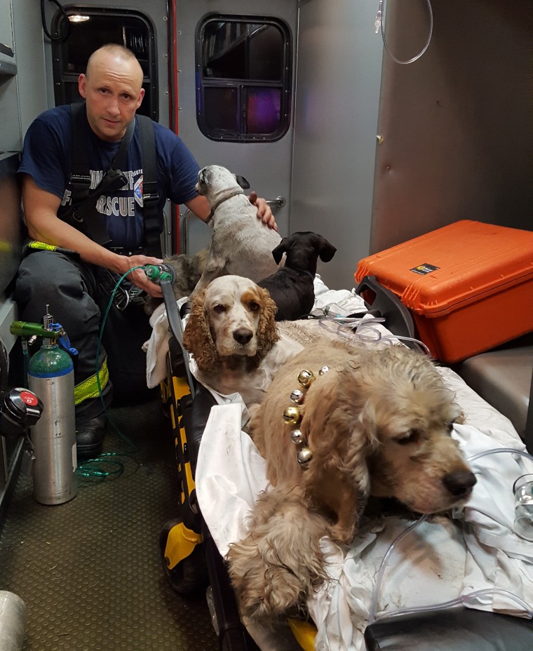 Dogs rescued
