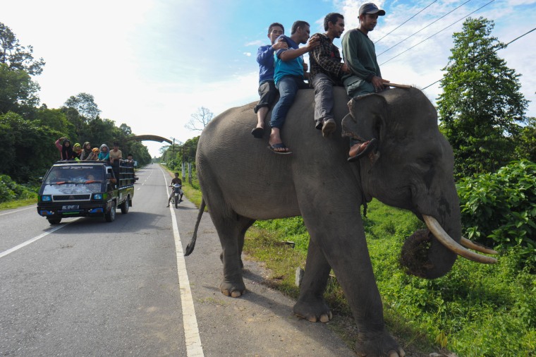 Image: INDONESIA-CONSERVATION-ANIMAL-ELEPHANT