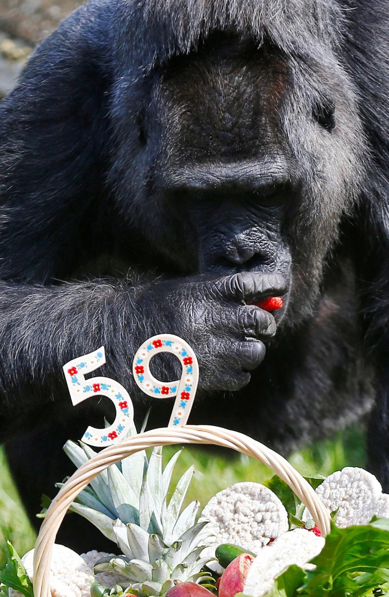 Image: The world second-oldest gorilla \"Fatou\" eats from a fruit birthday basket at the Berlin zoo