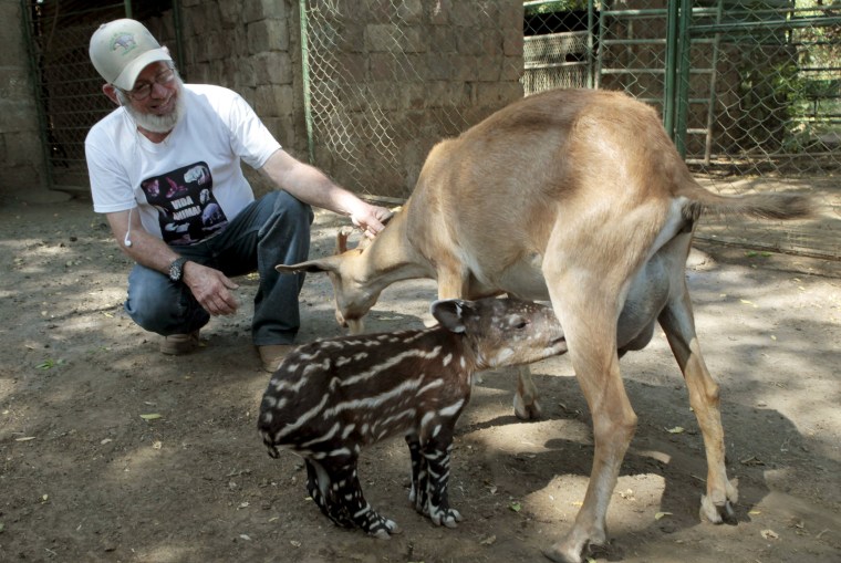 Image: A goat feeds a tapir calf, that was abandoned by its mother, at the National Zoo in Managua, Nicaragua