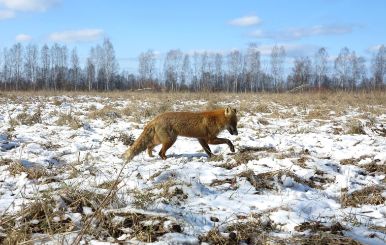 Image: A fox in the Chernobyl Exclusion Zone on March 5, 2016