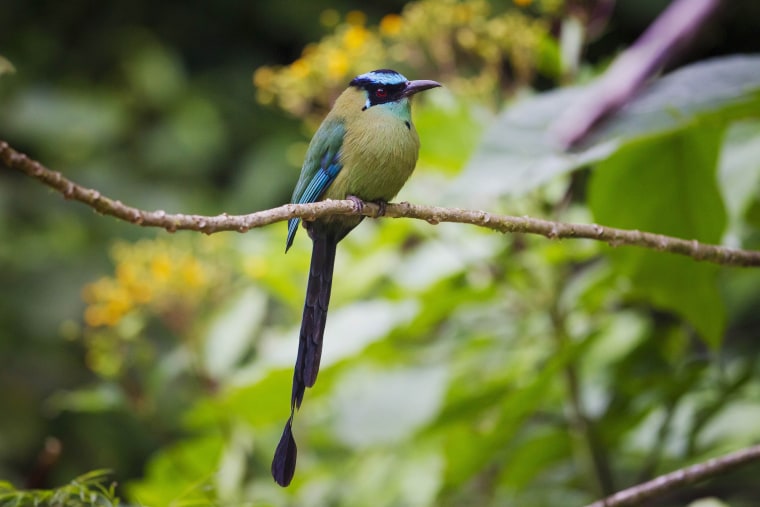 A Blue-crowned Motmot is seen at the Manu Biosphere Reserve Cloud Forest in Peru's southern Amazon region of Madre de Dios.
