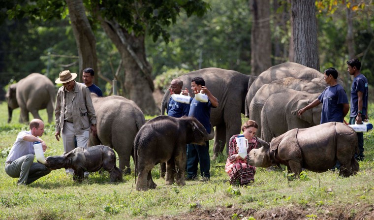 Image: Britain's Prince William and his wife Catherine, the Duchess of Cambridge, feed baby rhinos at the CWRC at Panbari reserve forest in Kaziranga
