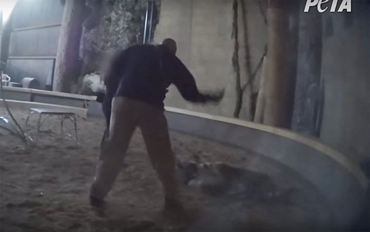 This frame grab taken from a video shot by a PETA eyewitness purportedly shows Bowmanville Zoological Park owner Michael Hackenberger repeatedly whipping a Siberian tiger named Uno approximately during a training session.