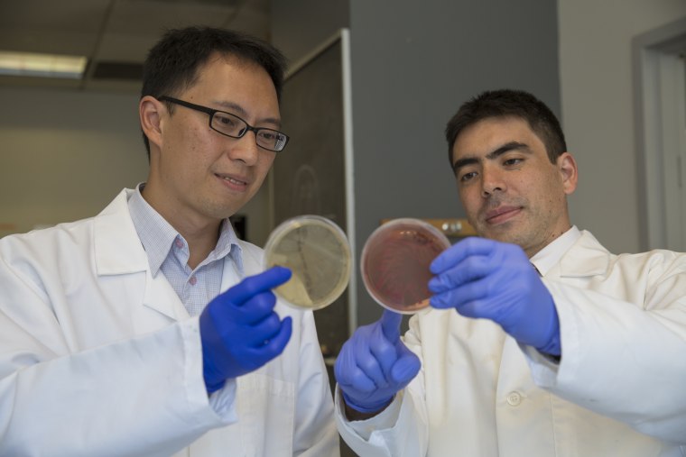 P'ng Loke, PhD (left), and Ken Cadwell, PhD, looking at bacterial plates in the Cadwell lab at the Skirball Institute of Biomolecular Medicine at NYU Langone.