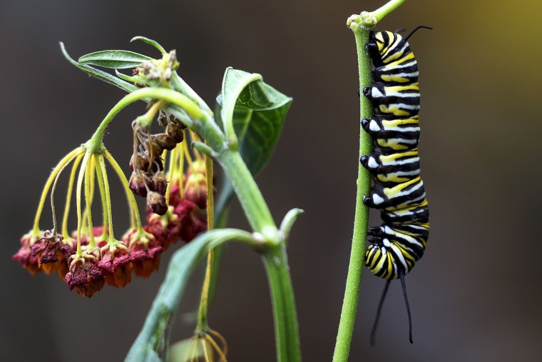 Image: A Monarch butterfly caterpillar is pictured on a plant in North Miami Beach