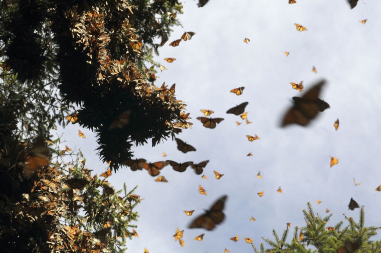 Image: Hundreds of Monarch butterflies fly at the Pedro Herrada butterfly sanctuary, on a mountain in the Mexican state of Michoacan