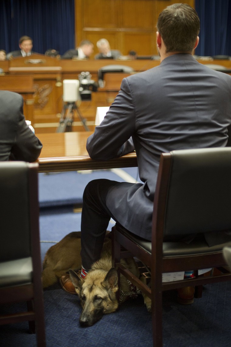 Image: Military veteran Cole Lyle, who suffers with PTSD, with his dog Kaya, testifies on Capitol Hill