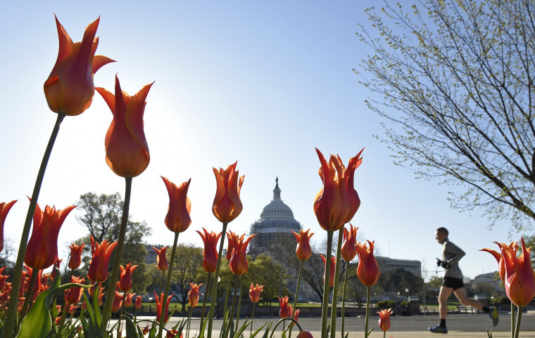 Image: A jogger passes a patch of blooming tulips on Capitol Hill