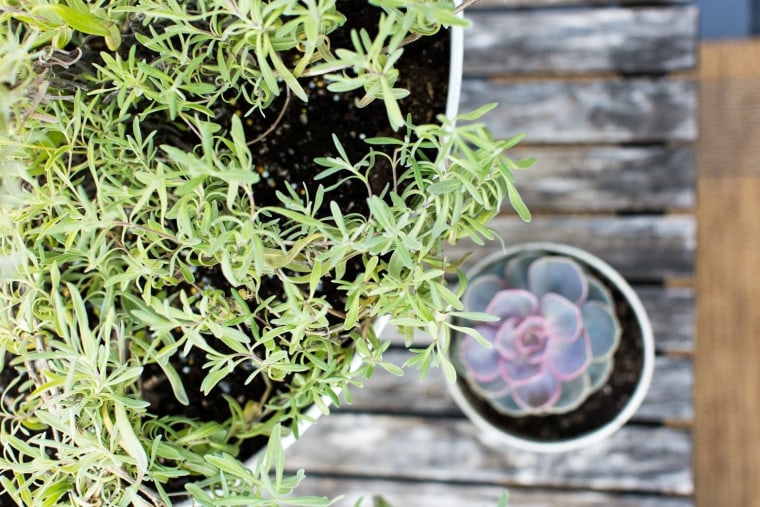 Eventually, your food scraps will look like dirt.