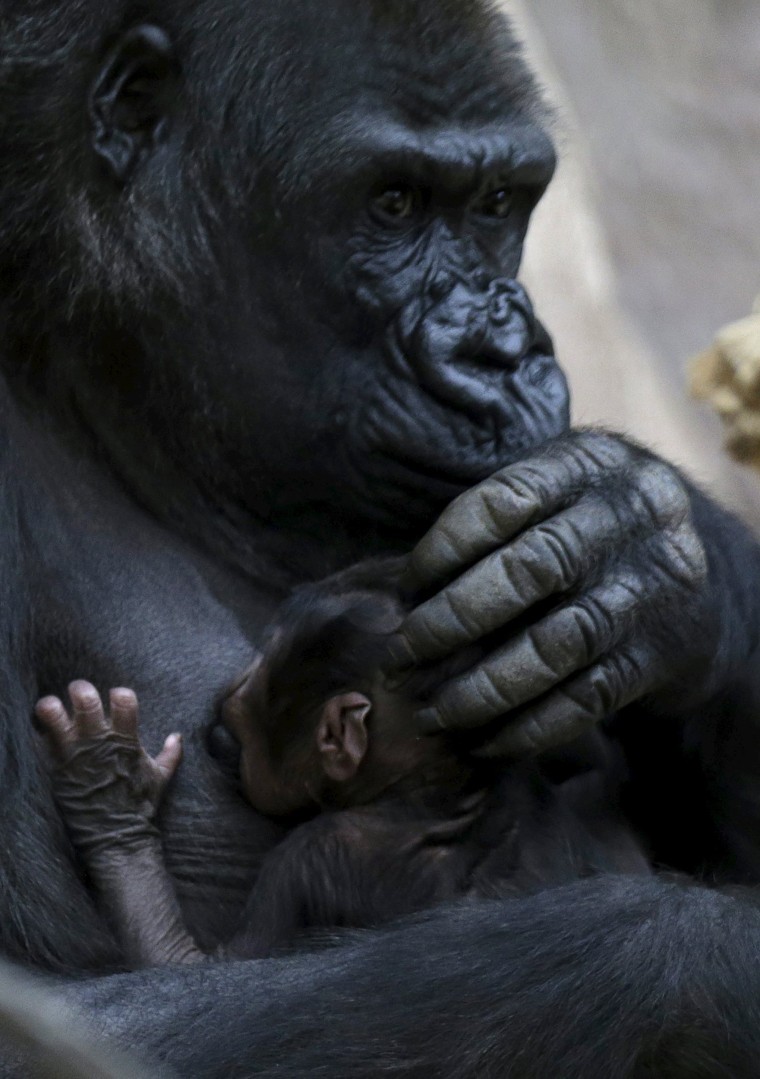 Image: Shinda, a western lowland gorilla, holds her newborn baby in its enclosure at Prague Zoo