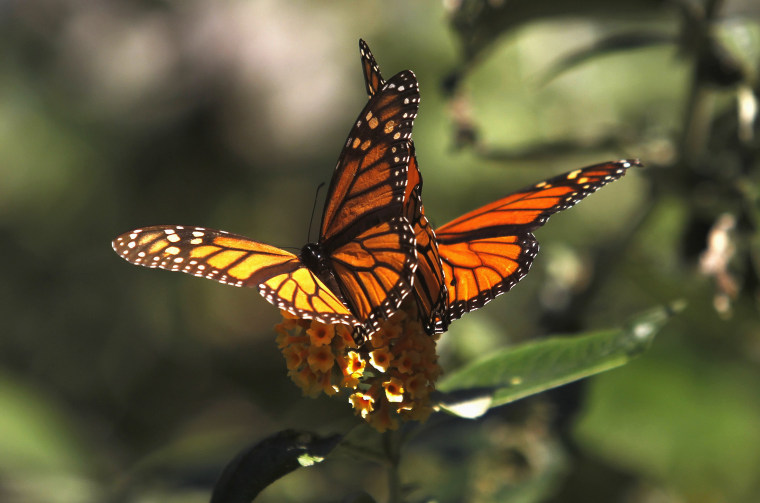 Image: Monarch butterflies cling to a plant at the Monarch Grove Sanctuary in Pacific Grove