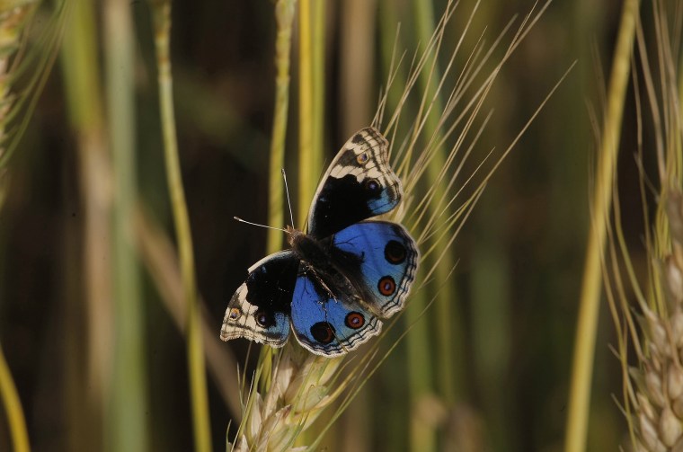 Image: A colorful butterfly sits on a branch of wheat in a field in Peshawar