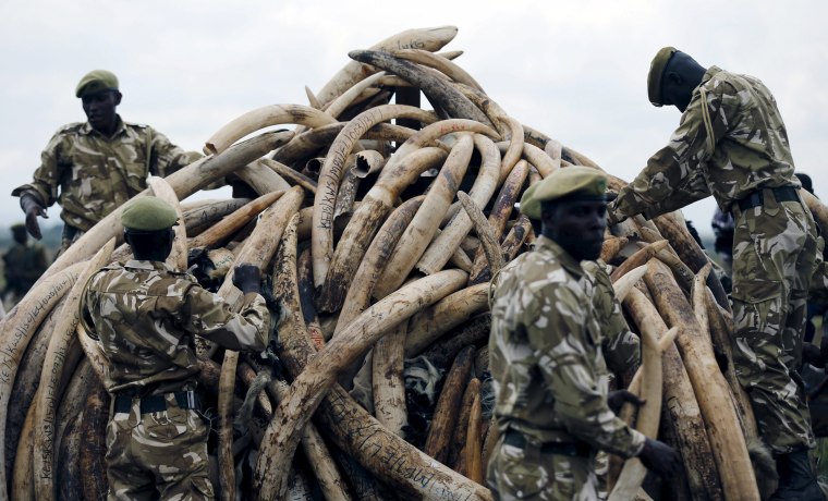 Image: Kenya Wildlife Service rangers stack elephant tusks, part of an estimated 105 tonnes of confiscated ivory to be set ablaze, on a pyre at Nairobi National Park near Nairobi