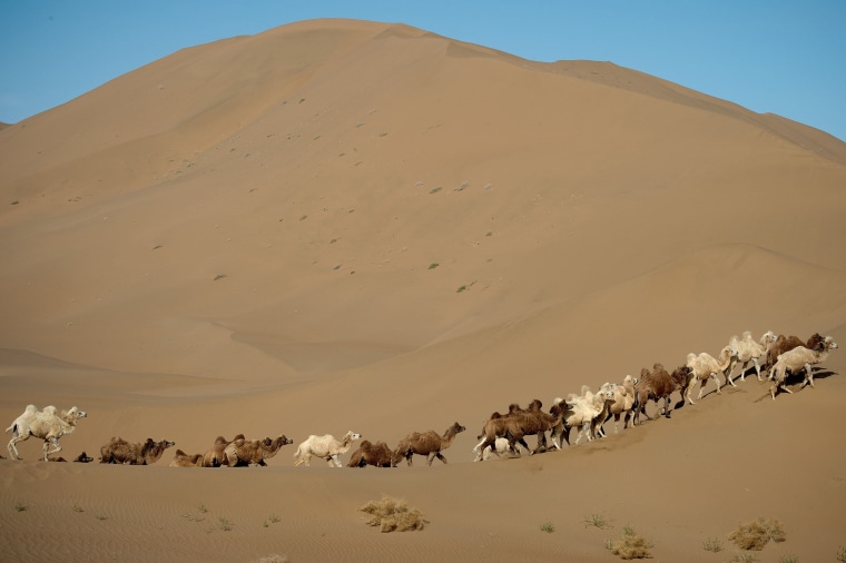 Image: Camels are seen during an off-road mapping recognition exercise