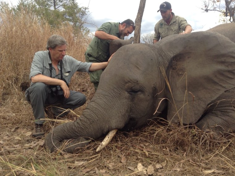 Dr. Cristi?n Samper, CEO of Wildlife Conservation Society, photographed with a poached elephant.