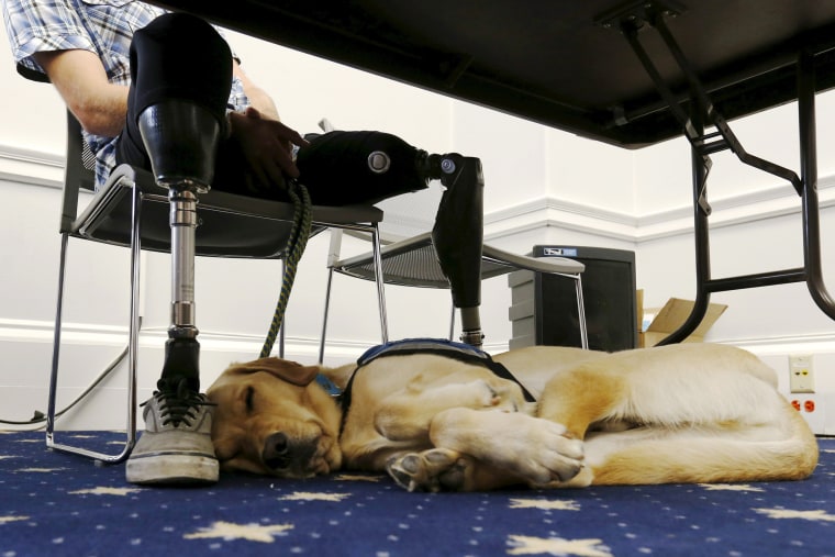 Image: Knoxville, a trained service dog, sleeps at the feet of LeRoy during a U.S. House Military Veterans Caucus briefing on legislation promoting service dogs for military veterans on Capitol Hill in Washington