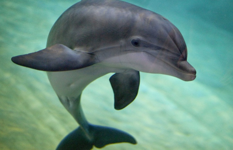 Image: A bottlenose dolphin