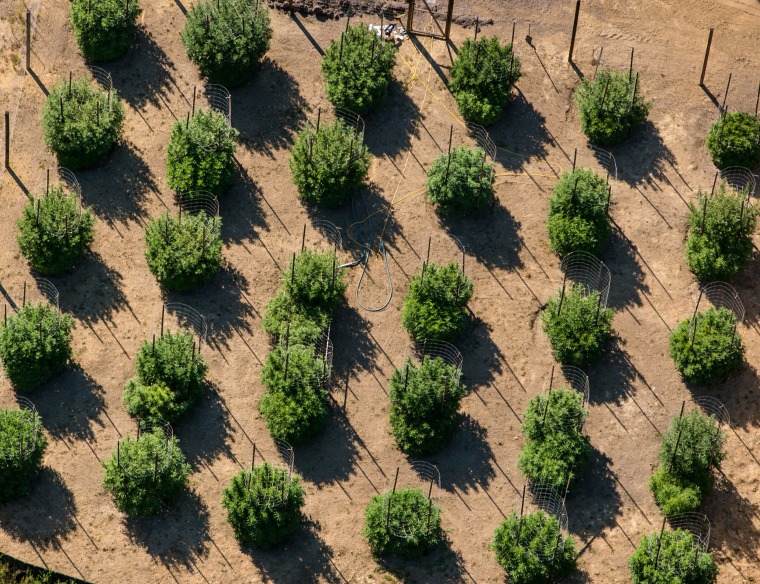 Mountain top marijuana garden