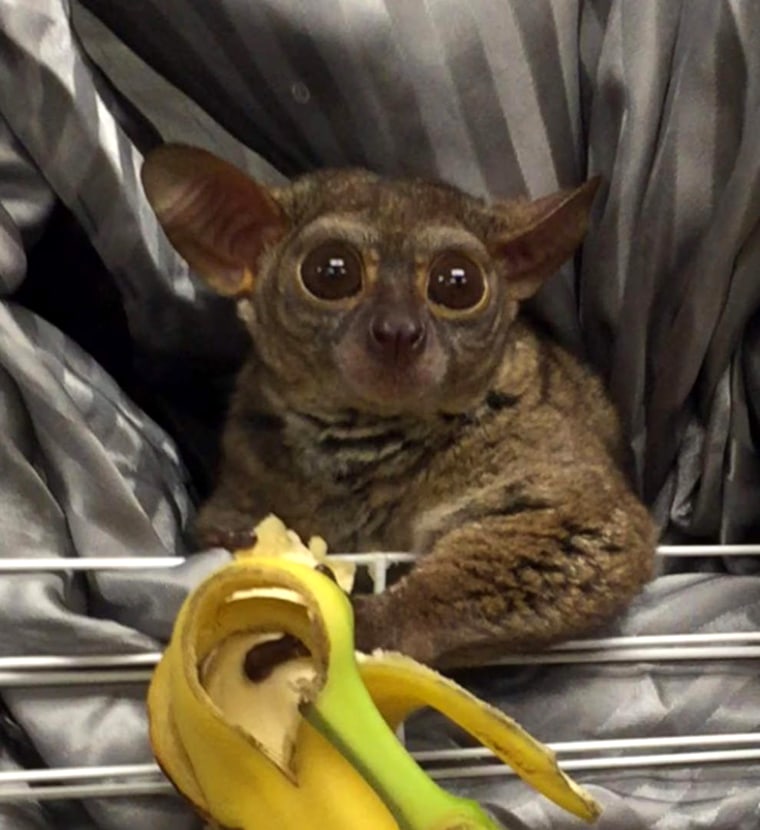 Gooey is in protective custody after detectives learned the Galago, or bush baby, was used to tip a prostitute.