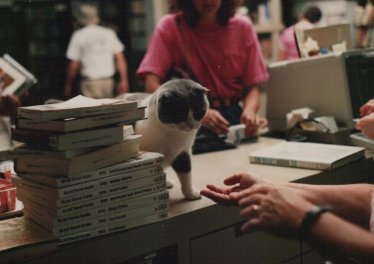 Baker and Taylor library cats