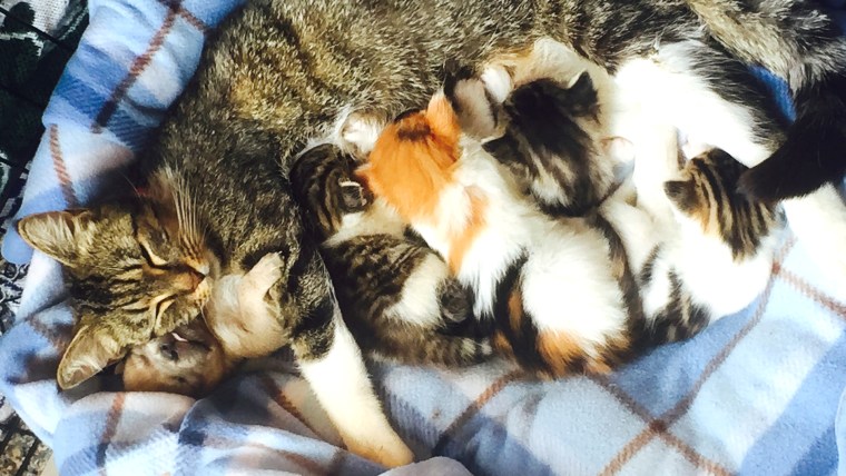 puppy adopted by a litter of cats