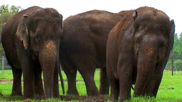 End of era at Ringling Brothers' shows as elephants have final circus perfomance.