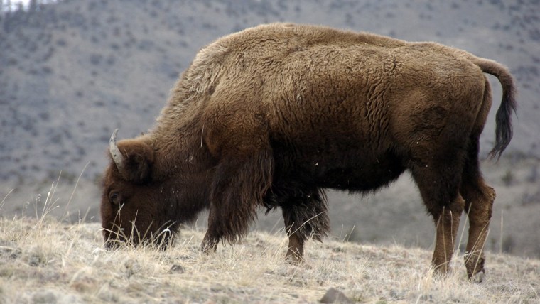 Move over, bald eagle: U.S. getting new national symbol