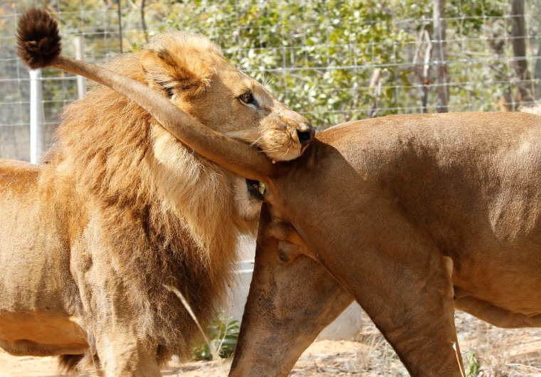 Image: Two of the 33 lions rescued from circuses in Peru and Columbia play after being released at its final destination at the Emoya Big Cat Sanctuary, outside Vaalwater in South Africa