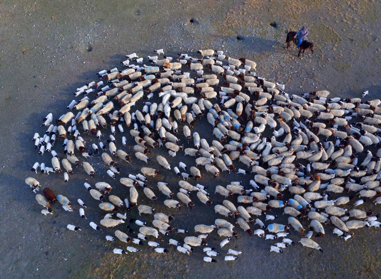 Image: A villager herds sheep in Bayingolin in Mongol Autonomous Prefecture, Xinjiang Uighur Autonomous Region