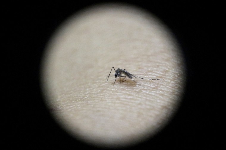 Image: Sterile Female Aedes