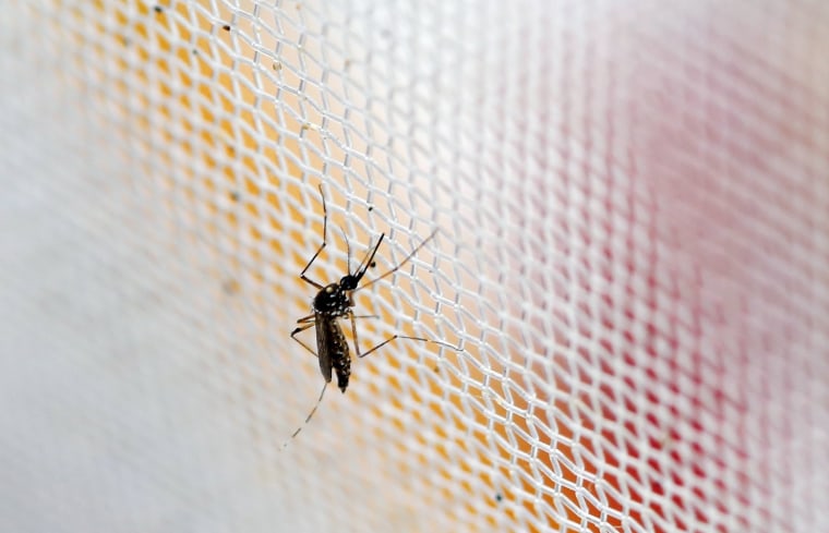 Image: An aedes aegypti mosquitoes is seen in The Gorgas Memorial institute for Health Studies laboratory as they conduct a research on preventing the spread of the Zika virus and other mosquito-borne diseases in Panama City