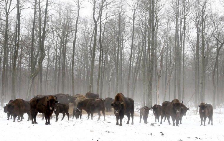 Image: Bison in the Chernobyl exclusion zone