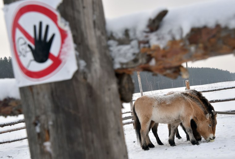 Image: Wild Przewalski's horses in the Chernobyl Exclusion Zone