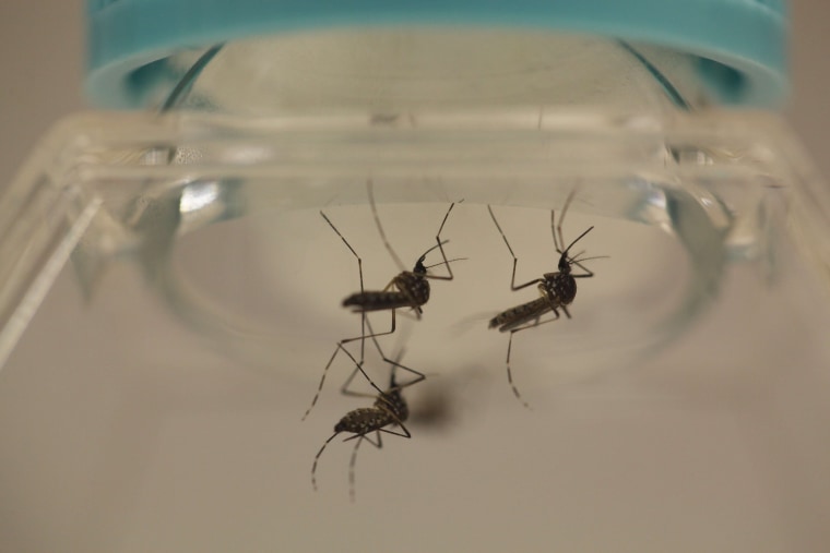 Image: File photo of Aedes aegypti mosquitoes at the Laboratory of Entomology and Ecology of the Dengue Branch of the U.S. Centers for Disease Control and Prevention in San Juan