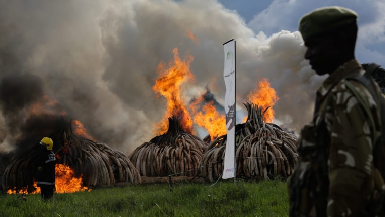 Image: Kenya burns 105 tonnes of ivory