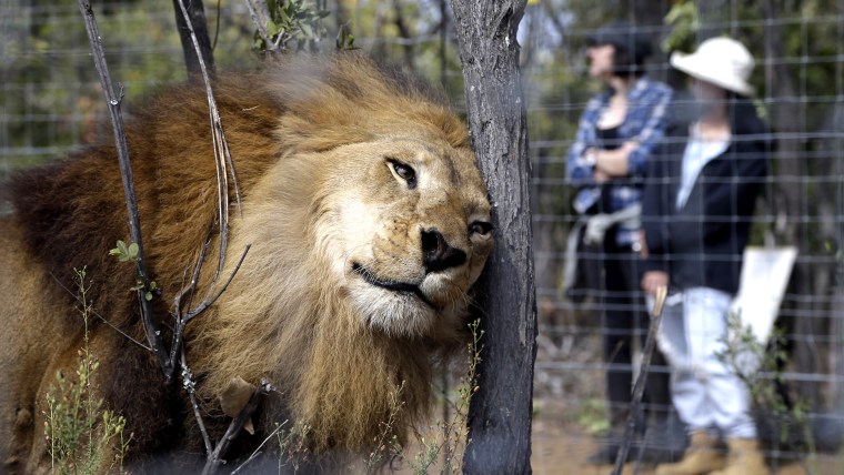 South Africa Lion Airlift