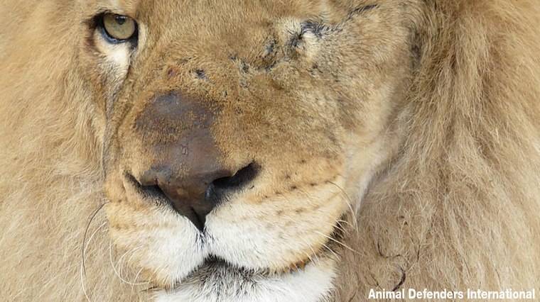 33 rescued circus lions were airlifted to Africa